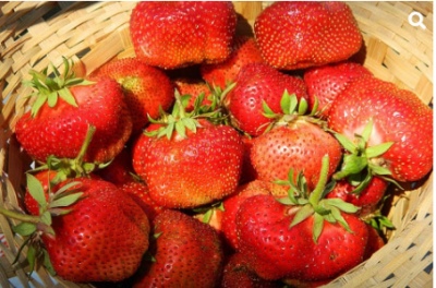 Strawberry Gigantella