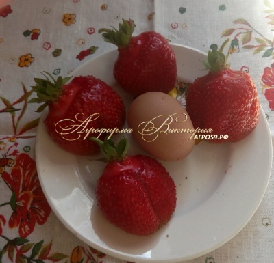 Strawberry Giant Delicacy