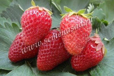 Strawberry Garland