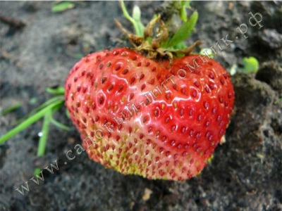 Câștigător Strawberry Kamrad