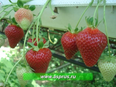 Strawberry capri