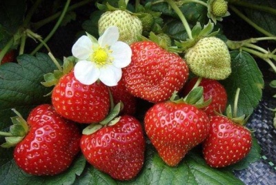 Erdbeer-Kent