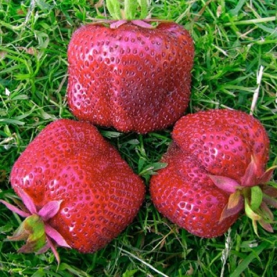 Strawberry Kiss Nellis