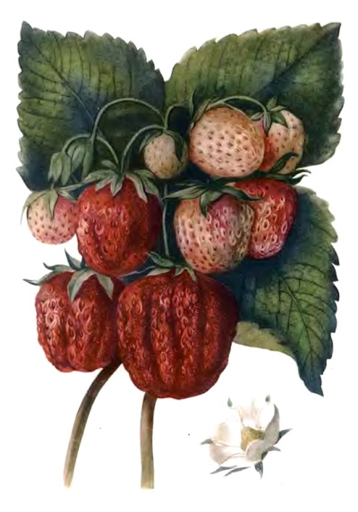 Jordbær Komsomolskaya Pravda