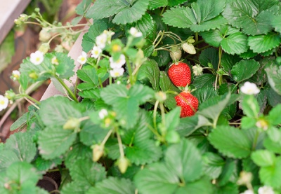 Strawberry Krapo 10