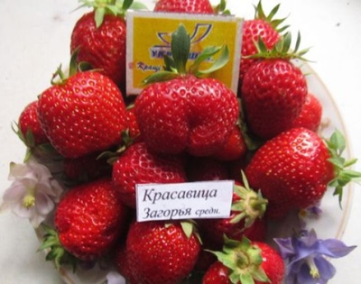 Erdbeerschönheit Zagorya
