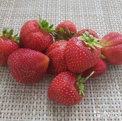 草莓拉康卡