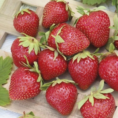 Erdbeer-Letizia