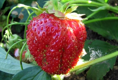 草莓领主