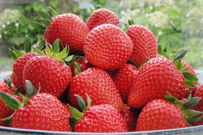 Madeleine strawberry