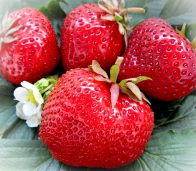 草莓美心