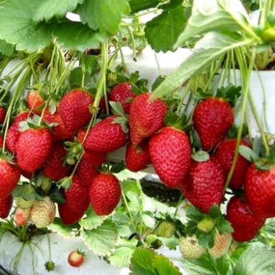 Erdbeer-Malga