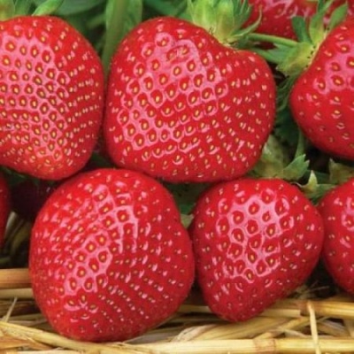 Strawberry Malvina