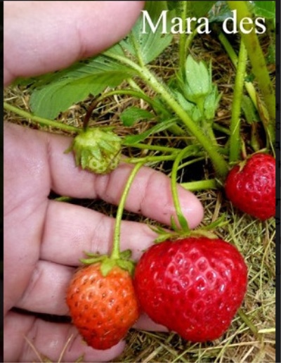 Strawberry Mara de Bois