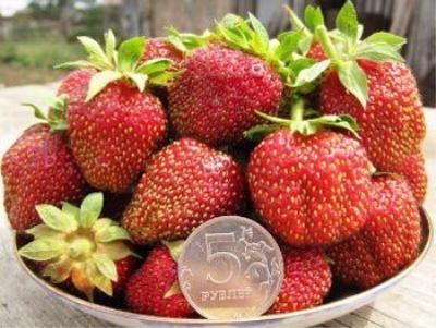 Maryshka aux fraises