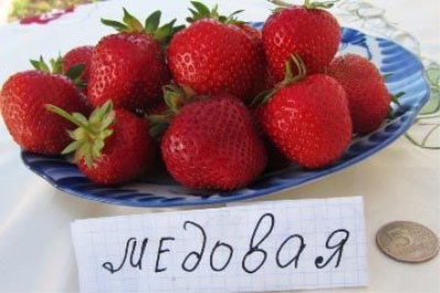 草莓蜂蜜