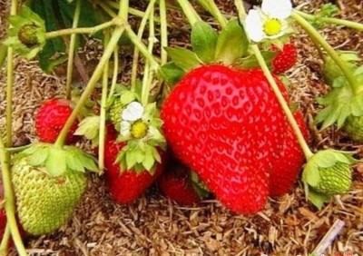 Strawberry Mey