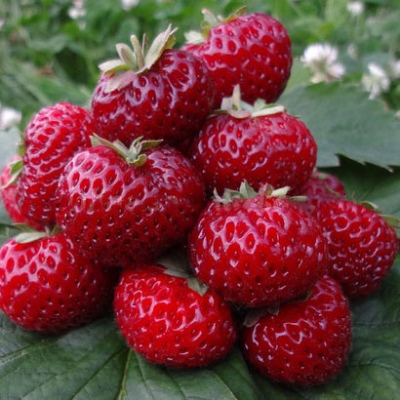 草莓米兹辛德勒