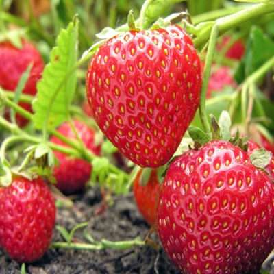 Strawberry Monterey