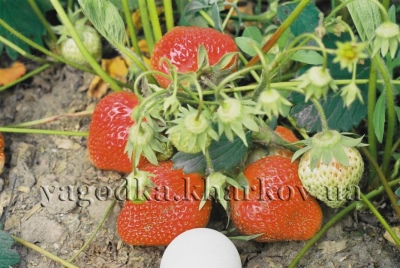 Strawberry Olbia