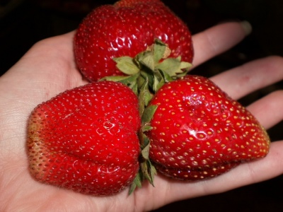 草莓昂达
