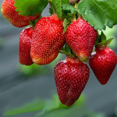 Roxana strawberry