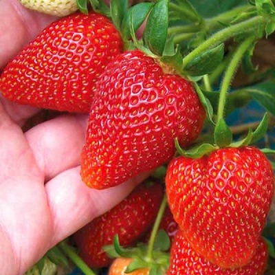 Erdbeer-Rumba