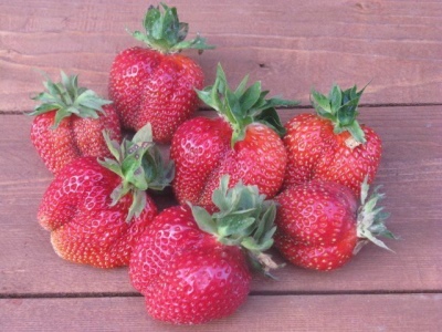 Erdbeer-Rusich