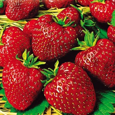 草莓俄罗斯大小