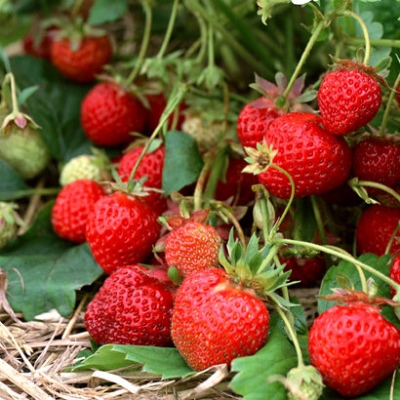 草莓圣安地列斯