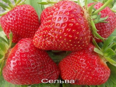 Strawberry Selva