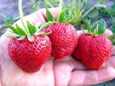 草莓芦笋