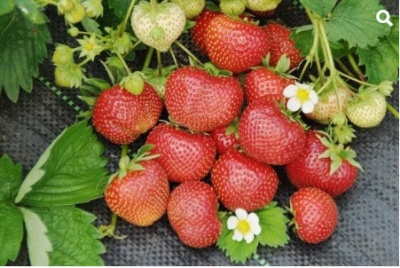 Strawberry Sudarushka