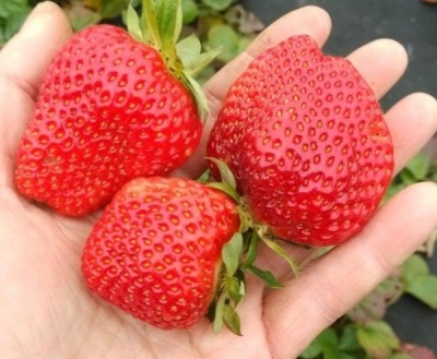 草莓甜安