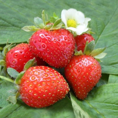 Strawberry Sweet Evie