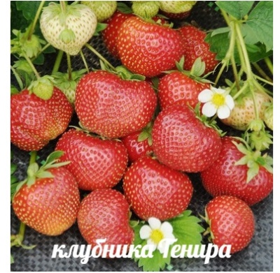 Erdbeer-Tenir