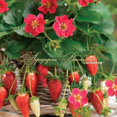Strawberry Tuscany