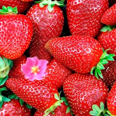 Tristar aux fraises