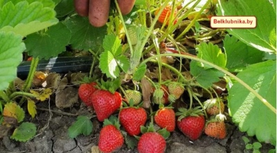 草莓真谛