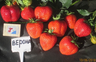 Strawberry Verona