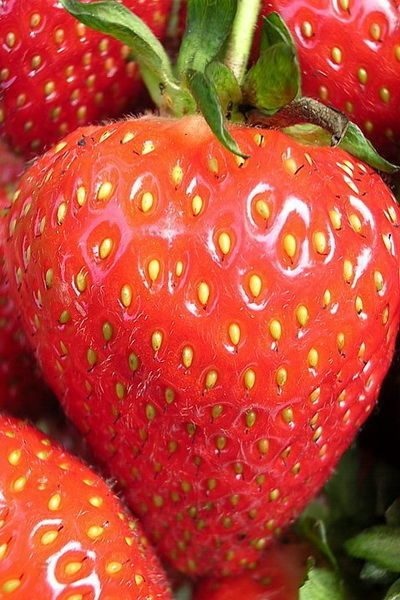 Strawberry Wim Rin