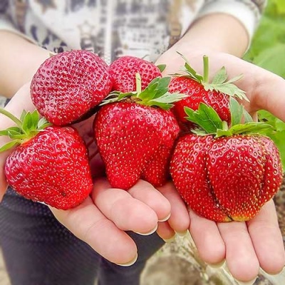 Strawberry Vima Tarda