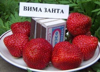 Jordbær Vima Zanta