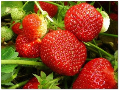 Strawberry Vityaz