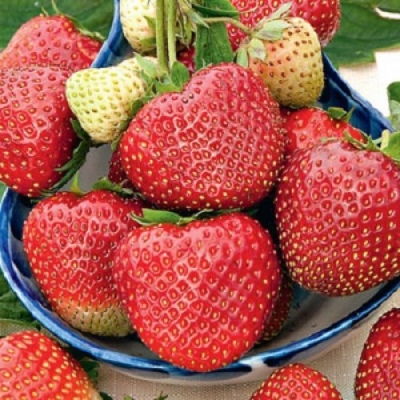 Strawberry Vivaldi