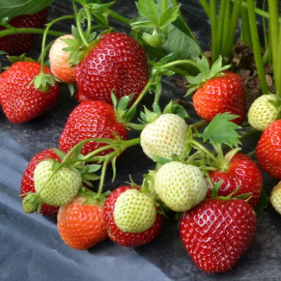 Erdbeer-Vivara