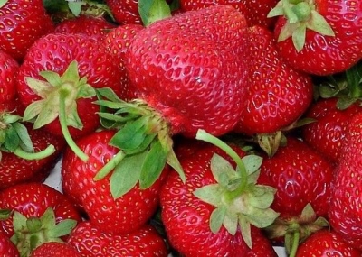 Zenga Zengana jordbær