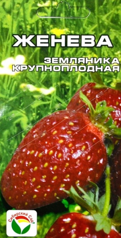 草莓日内瓦