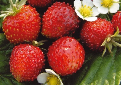 Strawberry Alexandrina