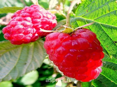 Raspberry Balm